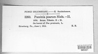 Puccinia poarum image